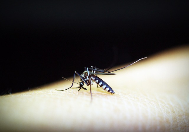刺さない蚊が生まれる。